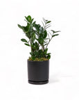 Medium Gemstone Potted ZZ Plant - Green Fresh Florals + Plants
