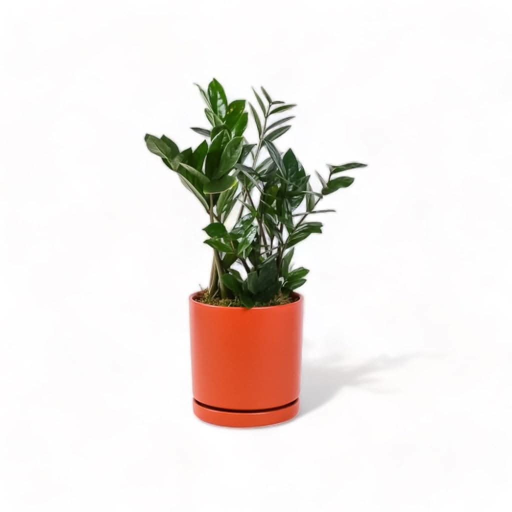 Medium Gemstone Potted ZZ Plant - Green Fresh Florals + Plants