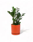 Medium Gemstone Potted ZZ Plant - Green Fresh Florals + Plants