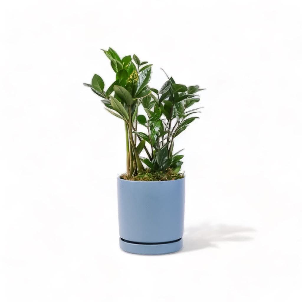 Medium Gemstone Potted ZZ Plant - Green Fresh Florals + Plants