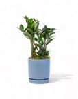 Medium Gemstone Potted ZZ Plant - Green Fresh Florals + Plants