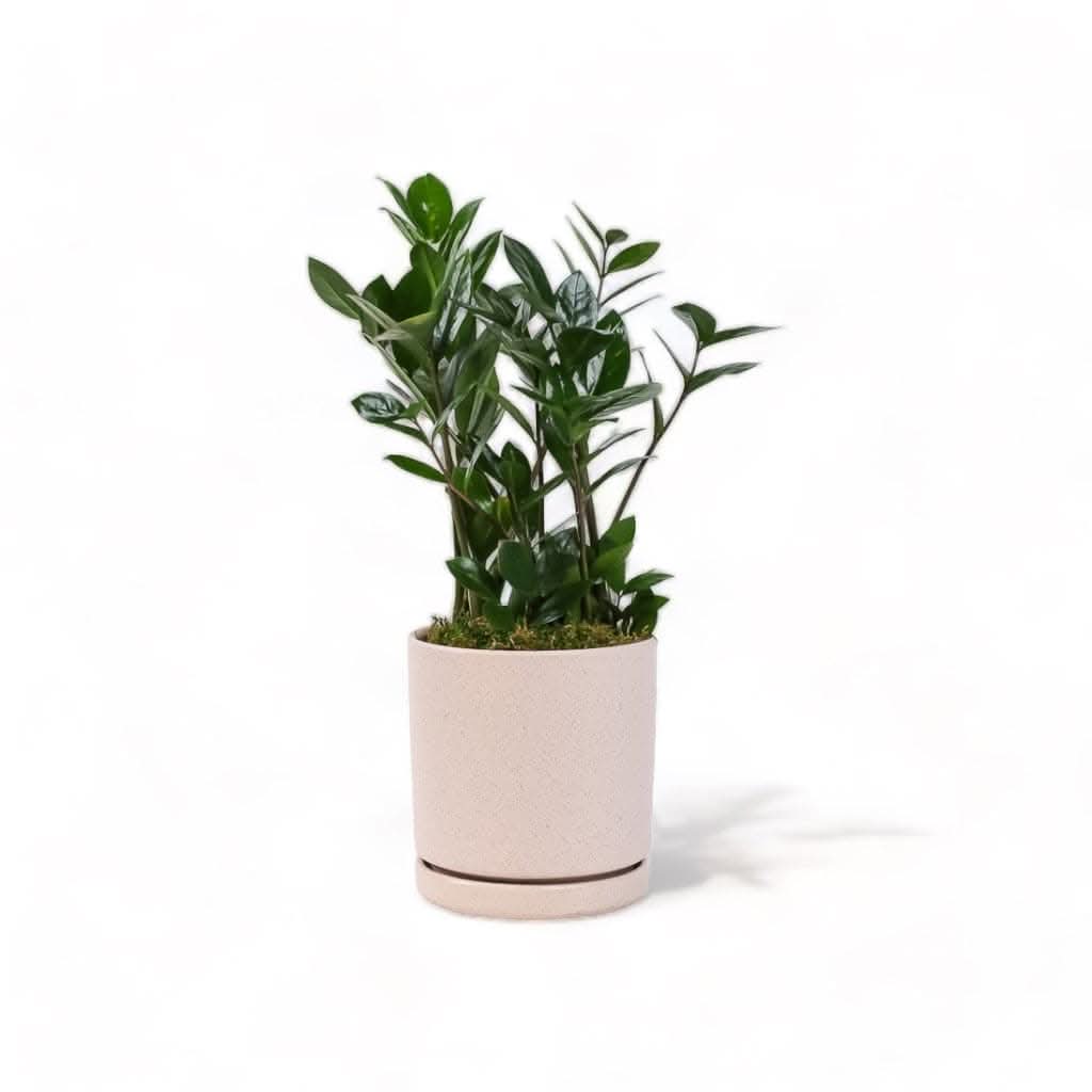 Medium Gemstone Potted ZZ Plant - Green Fresh Florals + Plants