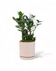 Medium Gemstone Potted ZZ Plant - Green Fresh Florals + Plants