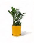 Medium Gemstone Potted ZZ Plant - Green Fresh Florals + Plants