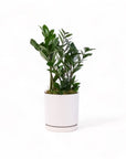 Medium Gemstone Potted ZZ Plant - Green Fresh Florals + Plants