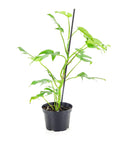 Mini Ginny Monstera - Green Fresh Florals + Plants