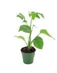 Mini Ginny Monstera - Green Fresh Florals + Plants