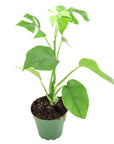 Mini Ginny Monstera - Green Fresh Florals + Plants
