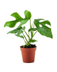 Mini Ginny Monstera - Green Fresh Florals + Plants