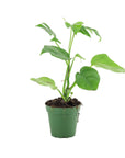 Mini Ginny Monstera - Green Fresh Florals + Plants