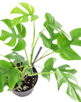 Mini Ginny Monstera - Green Fresh Florals + Plants