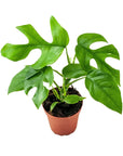 Mini Ginny Monstera - Green Fresh Florals + Plants