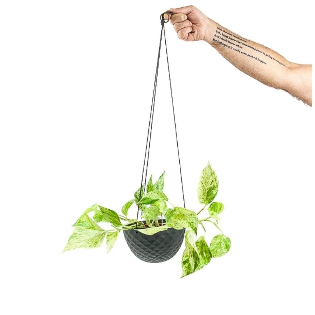 Mini Mofo Hanging Dish - Green Fresh Florals + Plants