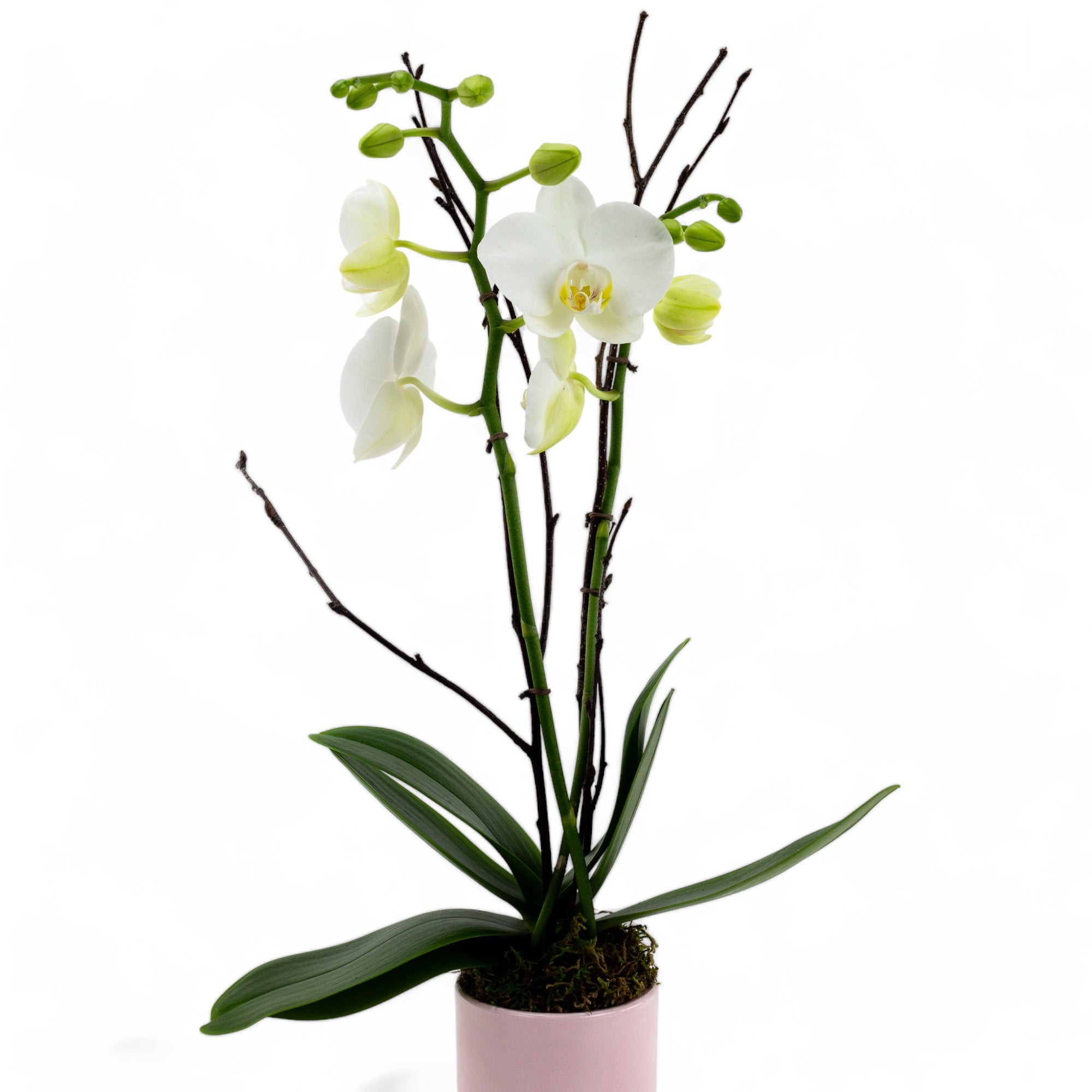 Mini Orchid Planting in Pink Pot - Green Fresh Florals + Plants