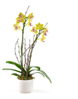 Mini Sunset Orchid Planting - Green Fresh Florals + Plants
