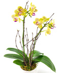 Mini Sunset Orchid Planting - Green Fresh Florals + Plants