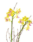 Mini Sunset Orchid Planting - Green Fresh Florals + Plants