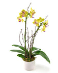 Mini Sunset Orchid Planting - Green Fresh Florals + Plants