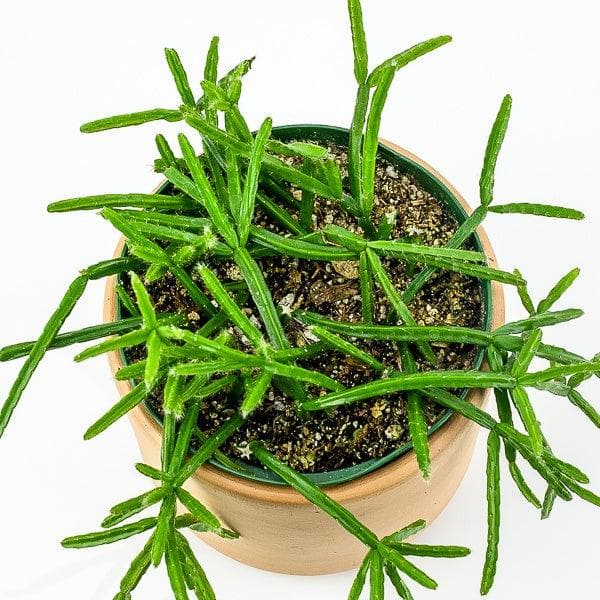 Mistletoe Cactus - Green Fresh Florals + Plants