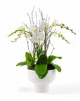 Modernist Orchid Planting - Green Fresh Florals + Plants