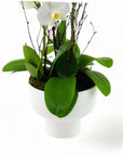 Modernist Orchid Planting - Green Fresh Florals + Plants