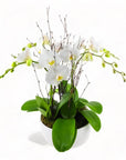 Modernist Orchid Planting - Green Fresh Florals + Plants