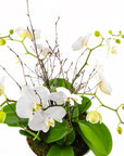 Modernist Orchid Planting - Green Fresh Florals + Plants