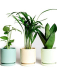 Momma Pots Pastel Gemstone Cylinder - Green Fresh Florals + Plants