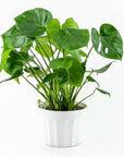 Monstera Deliciosa - Green Fresh Florals + Plants