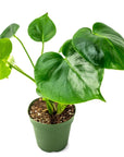 Monstera Deliciosa - Green Fresh Florals + Plants