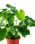 Monstera Deliciosa - Green Fresh Florals + Plants