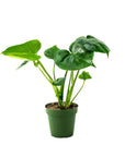Monstera Deliciosa - Green Fresh Florals + Plants