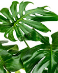 Monstera Deliciosa - Green Fresh Florals + Plants