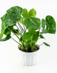 Monstera Deliciosa - Green Fresh Florals + Plants