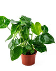 Monstera Deliciosa - Green Fresh Florals + Plants