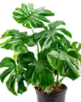 Monstera Deliciosa - Green Fresh Florals + Plants