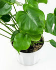 Monstera Deliciosa - Green Fresh Florals + Plants