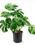 Monstera Deliciosa - Green Fresh Florals + Plants