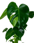 Monstera Deliciosa - Green Fresh Florals + Plants