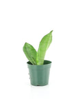 Moonshine Sansevieria - Green Fresh Florals + Plants