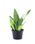 Moonshine Sansevieria - Green Fresh Florals + Plants