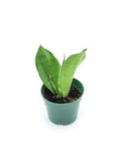 Moonshine Sansevieria - Green Fresh Florals + Plants