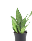 Moonshine Sansevieria - Green Fresh Florals + Plants
