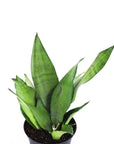 Moonshine Sansevieria - Green Fresh Florals + Plants