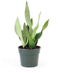 Moonshine Sansevieria - Green Fresh Florals + Plants