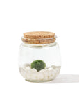 Moss Chico - Green Fresh Florals + Plants