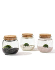 Moss Chico - Green Fresh Florals + Plants