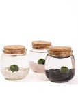 Moss Chico - Green Fresh Florals + Plants