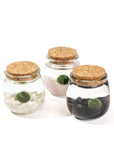 Moss Chico - Green Fresh Florals + Plants