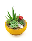 Mustard Crystal Succulent Garden - Green Fresh Florals + Plants